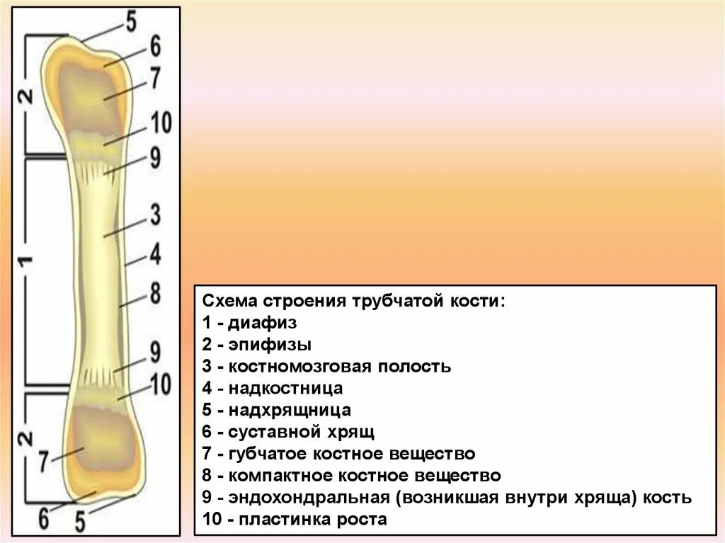 Тело длинной трубчатой кости. Строение длинной трубчатой кости анатомия. Трубчатая кость схема строения. Строение трубчатой кости рисунок биология. Строение трубчатой кости рис.