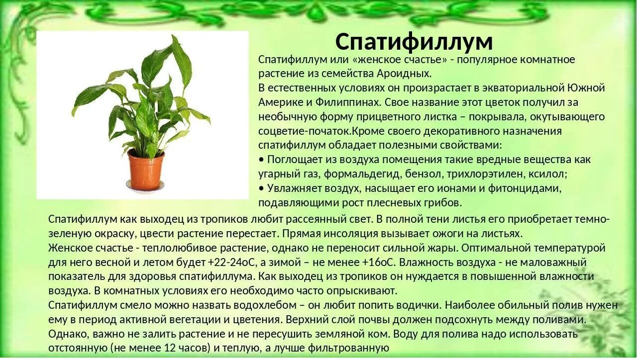 Полив спатифиллума после пересадки. Спатифиллум Уоллиса (Spathiphyllum wallisii). Спатифиллум, монстера, молочай.. Спатифиллум Уоллиса Родина растения.