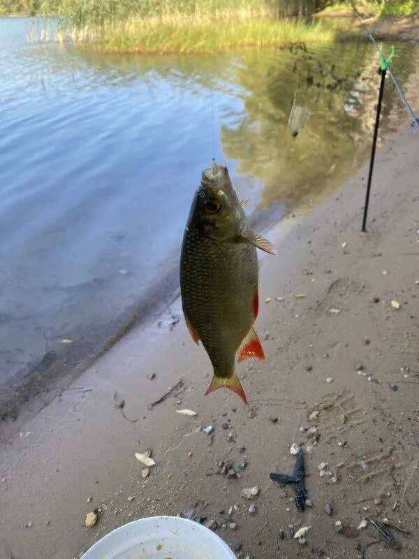 рыба чудского озера. русфишинг вести с водоемов. 13 окуней. озернинское водохранилище рыбалка. щука 2022.