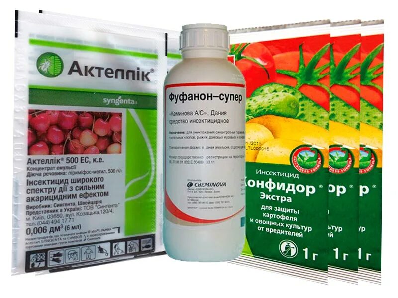 Оранжерейная белокрылка. От белокрылки препараты в теплице. Танрек инсектицид. Цикл развития белокрылки тепличной. Белокрылка оранжерейная тепличная.