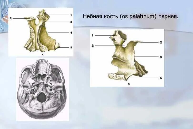 Небная кость анатомия в черепе. Нёбная кость, os Palatinum строение. Небная кость парная. Небная кость в черепе строение. Парной костью являются