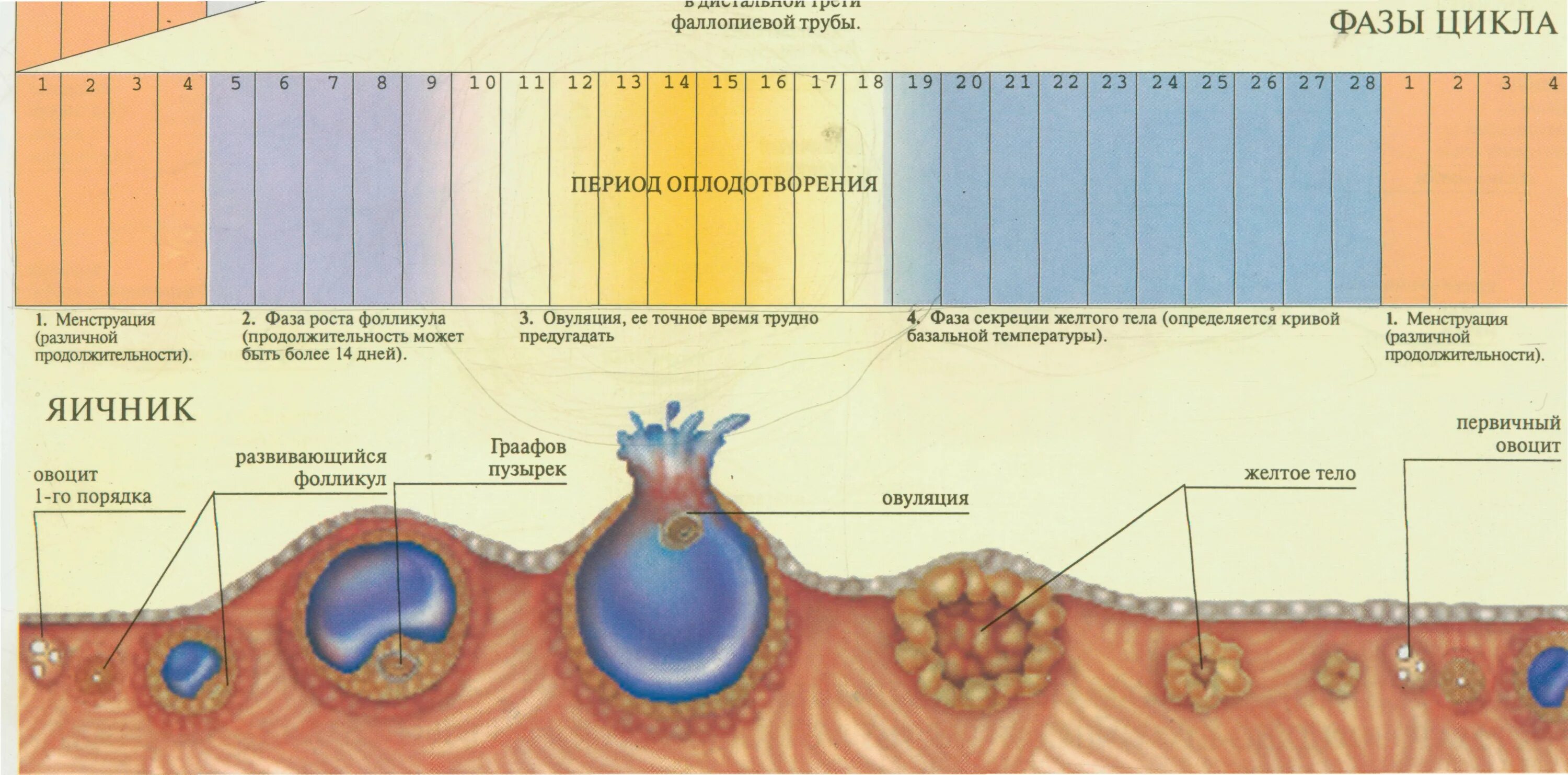 Схема маточного и яичникового цикла. Яичниковая фаза менструационного цикла. Первая фаза яичникового цикла. Фазы яичникового цикла схема. Овуляцией называют