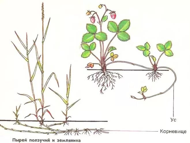 Клубень картофеля и ус садовой земляники. Вегетативное размножение ползучими побегами. Вегетативное размножение надземными побегами. Вегетативное размножение побег черенки. Размножение ползучими побегами.