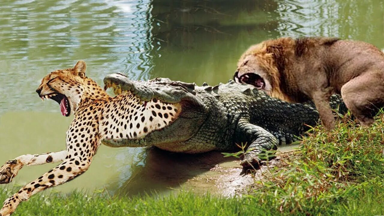 Тигр лев крокодил. Гребнистый крокодил против тигра. Ягуар против Льва.
