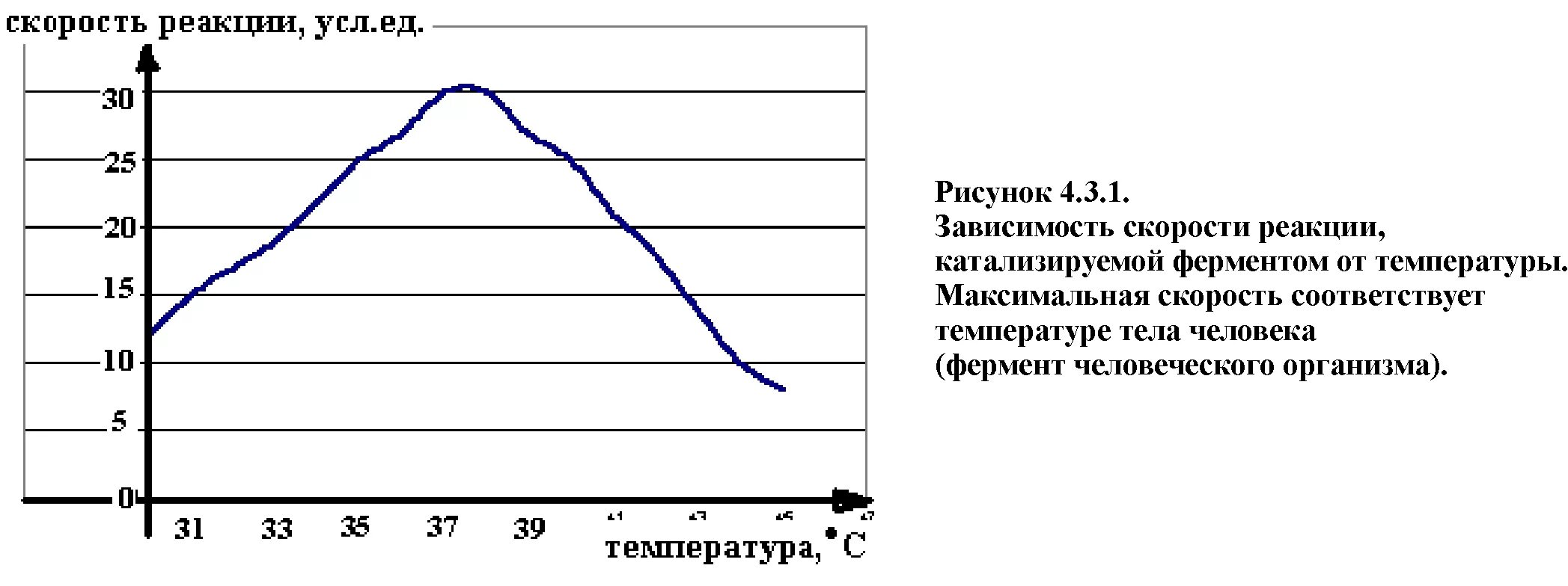 Зависимость активности ферментов от PH И температуры. График зависимости активности ферментов от температуры. Зависимость активности фермента от РН. Зависимость активности ферментов от температуры. Изменение температуры ферментов