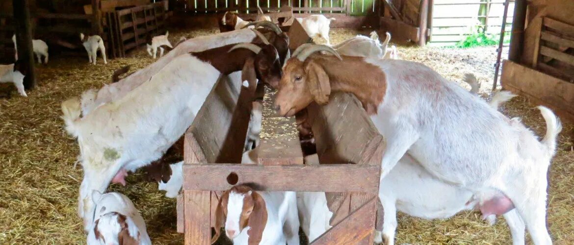 Чем кормить козу в домашних условиях. Корм для коз. Корма для коз дойных. Коза дойная. Корм для коз для повышения удоев.
