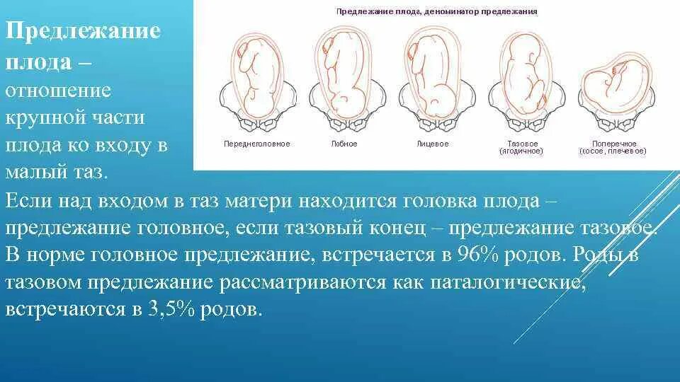 Головное предлежание 2. Продольное положение плода положение плода головное. Положение плода продольное предлежание головное 2 позиция. Плод расположен продольно в головном предлежании. Головное предлежание продольное положение 1 позиция.