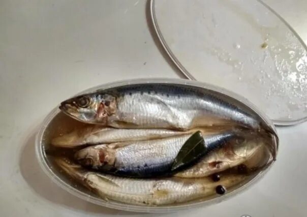 Иваси море. Иваси море. Сельдь иваси. Сардина иваси рыба. Сардина (иваси).