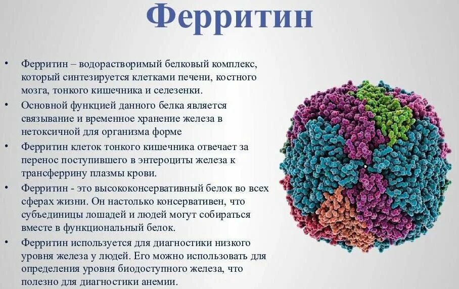 Зачем пить железо. Структура молекулы ферритина. Ферритин 6.68. Ферритин структура. Низкий ферритин.