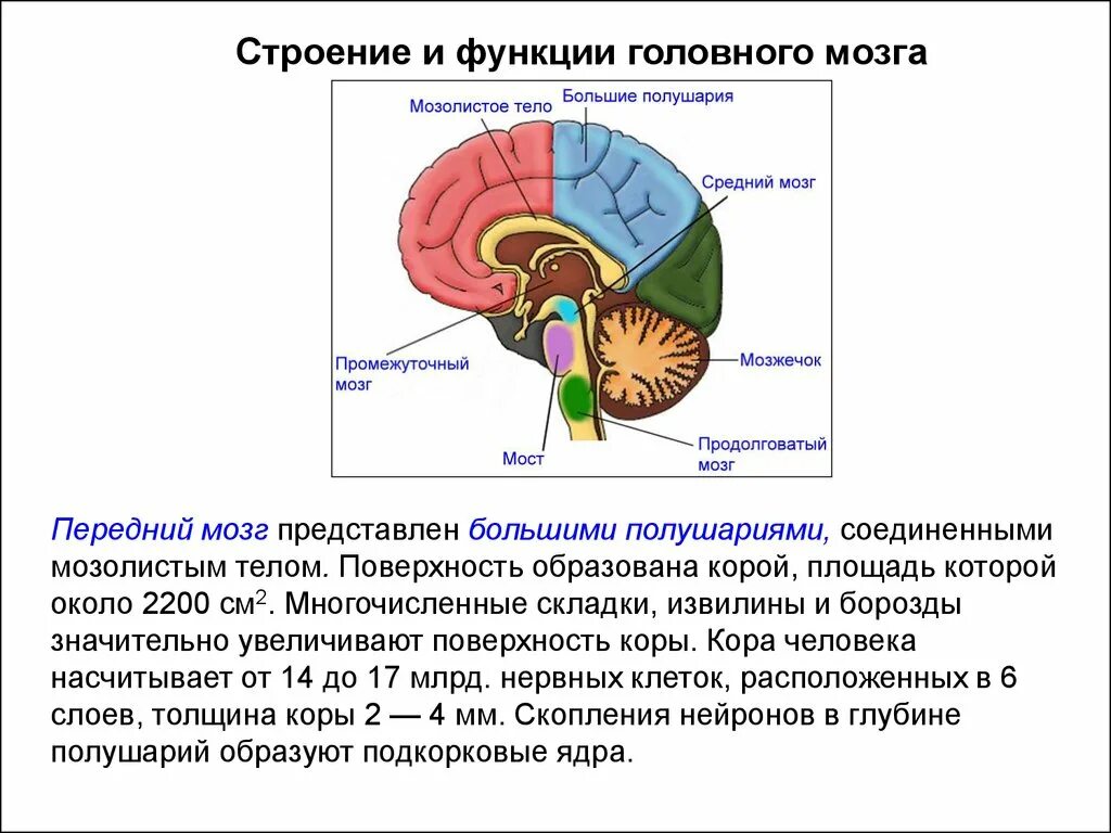 Центры ориентировочных рефлексов человека находятся в. Функции подкорковых структур мозга. Анатомия мозолистого тела головного мозга. Валик мозолистого тела функции.