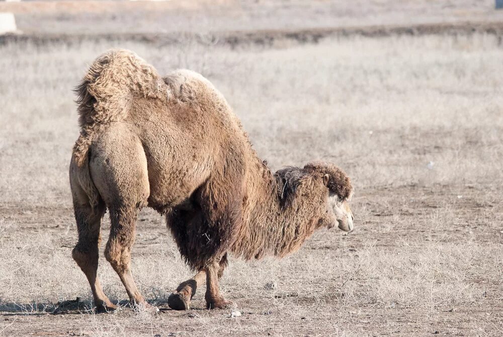 кэмэл одногорбый верблюд. алдан верблюды. среда обитания верблюда. животные на бурятском. верблюд ударение.