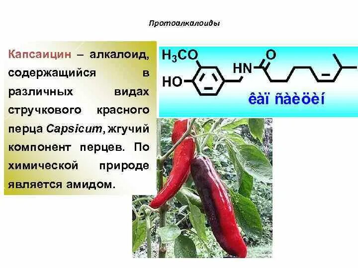 Алкалоид капсаицин. Капсаицин перец. Вещество в перце капсаицин. Капсаицин-протоалкалоид.