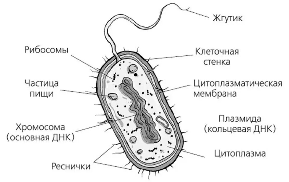 На каком рисунке изображена клетка бактерий. Схематическое изображение строения бактериальной клетки. Схема строения бактериальной клетки рисунок 5 класс. Строение микробной клетки рисунок. Строение бактериальной клетки рисунок.