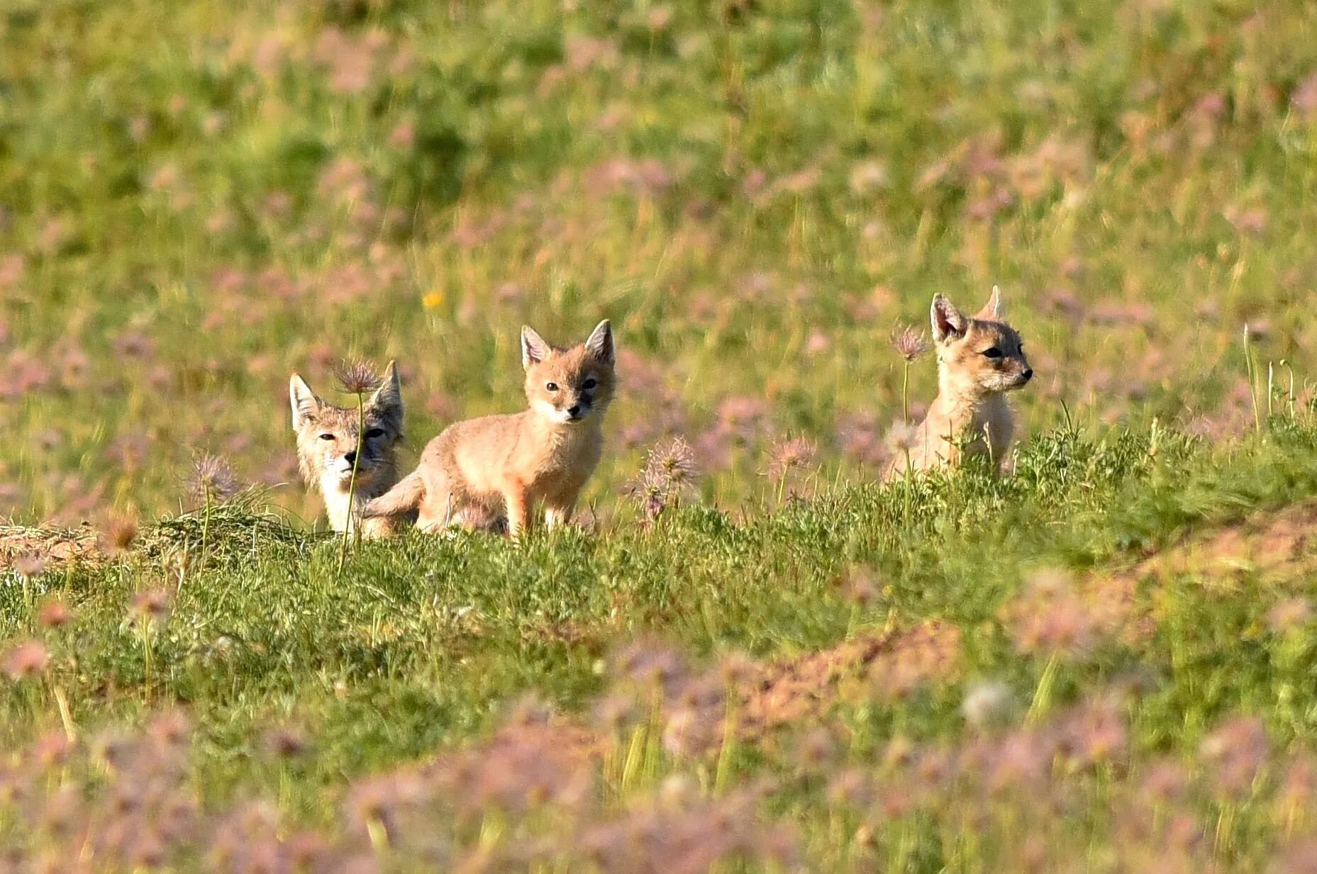 Рисунки красками корсак. Лисичка корсак в пустыне. Корсаки википедия. Лисица-корсак астрахань. Степной лис корсак.