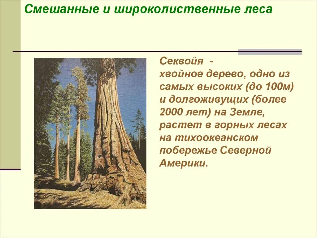 Секвойя природная зона. Лес секвой. Самое высокое дерево на земле в Северной Америке.