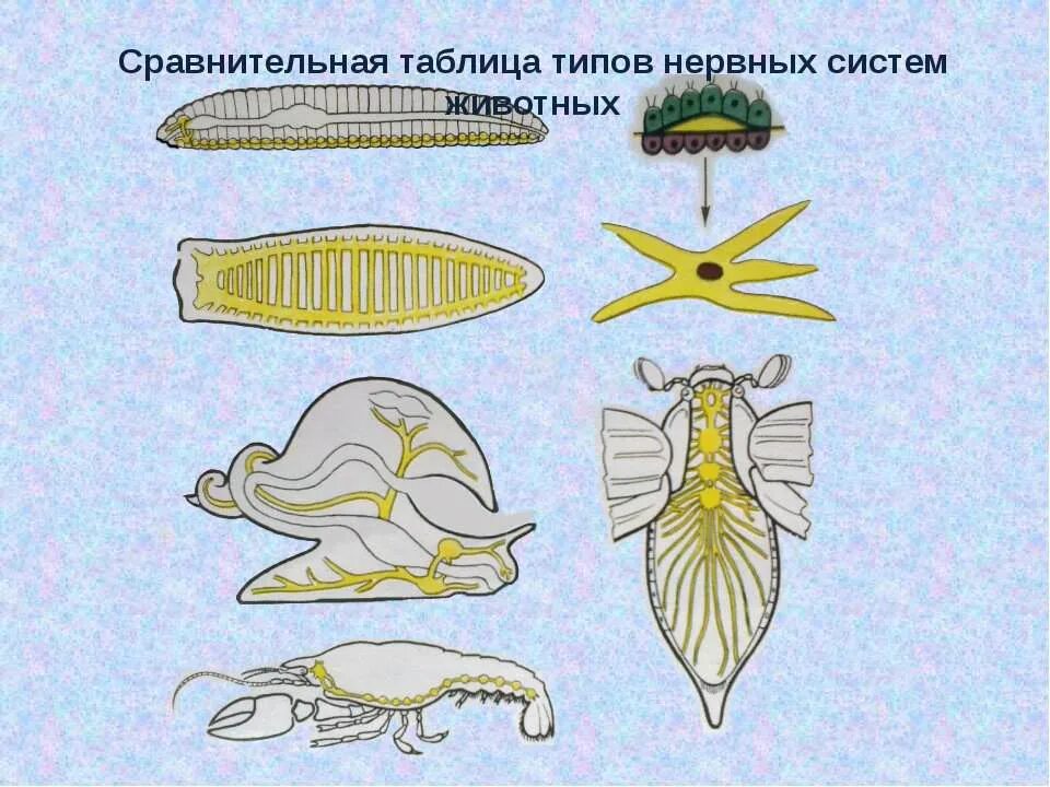 Типы животных и их нервные системы. Эволюция нервной системы. типы нервной системы у животных. эволюция нервной системы беспозвоночных. эволюция нервной системы рисунок.