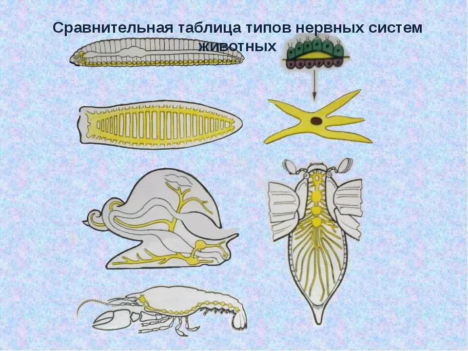 Какой вид имеет нервная система хордовых. Эволюция нервной системы. Типы нервной системы у животных. Эволюция нервной системы беспозвоночных. Тип нервной системы позвоночных.