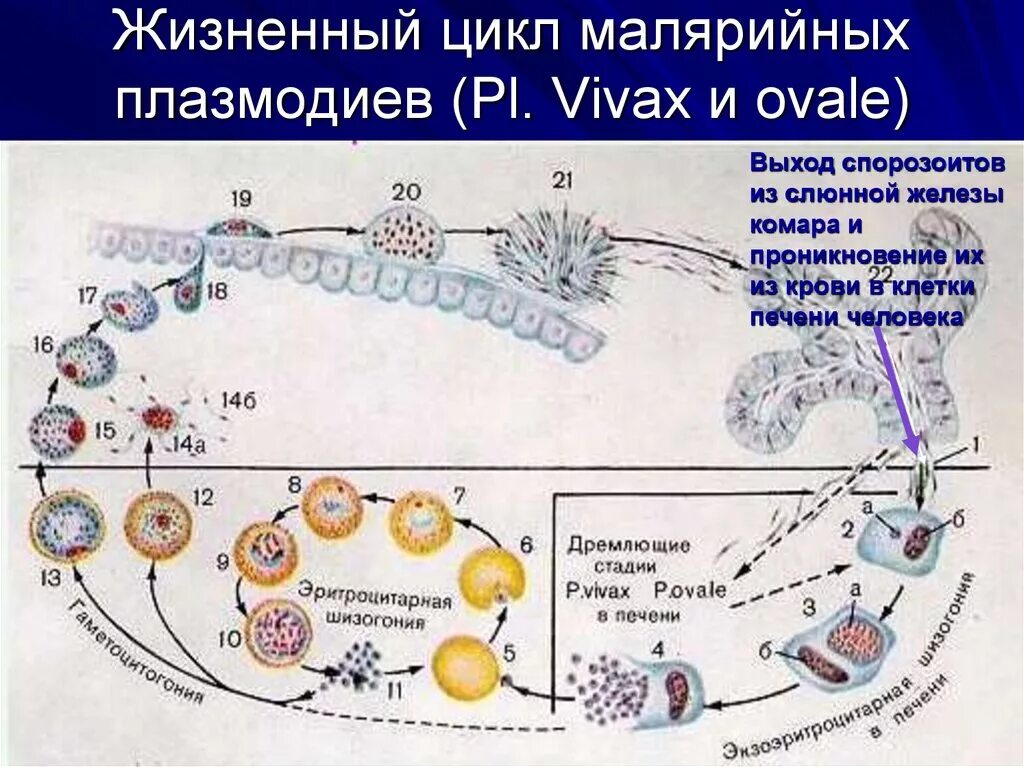 Малярийный плазмодий в кишечнике. Цикл малярийного плазмодия. Малярия шизогония. Плазмодиум Вивакс жизненный цикл. Цикл малярийного плазмодия схема.