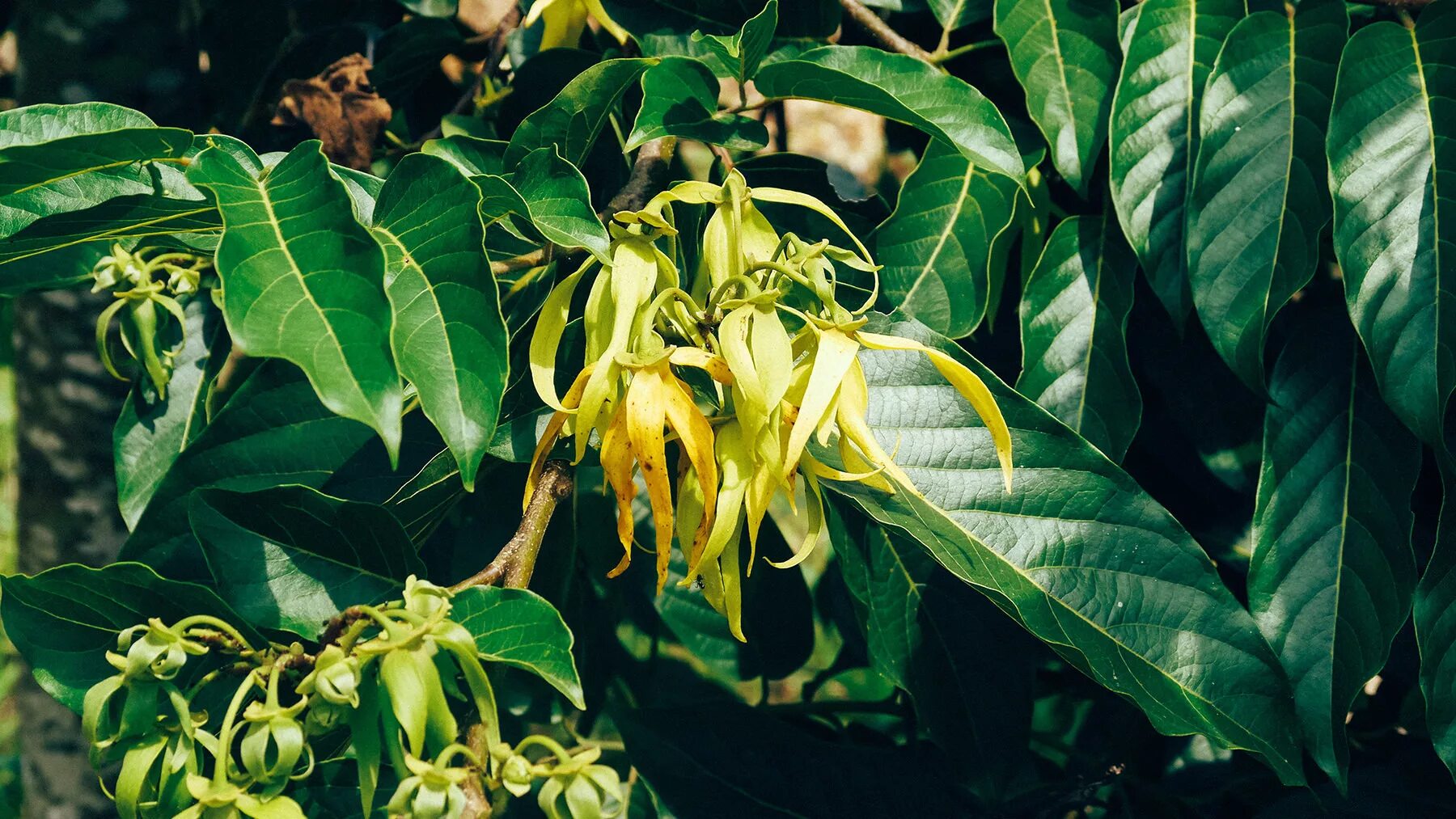 Cananga odorata. Cananga odorata. Иланг-иланг растение цветение. Иланг-иланг растение. Иланг иланг что это такое.