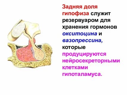 2 гипофиз