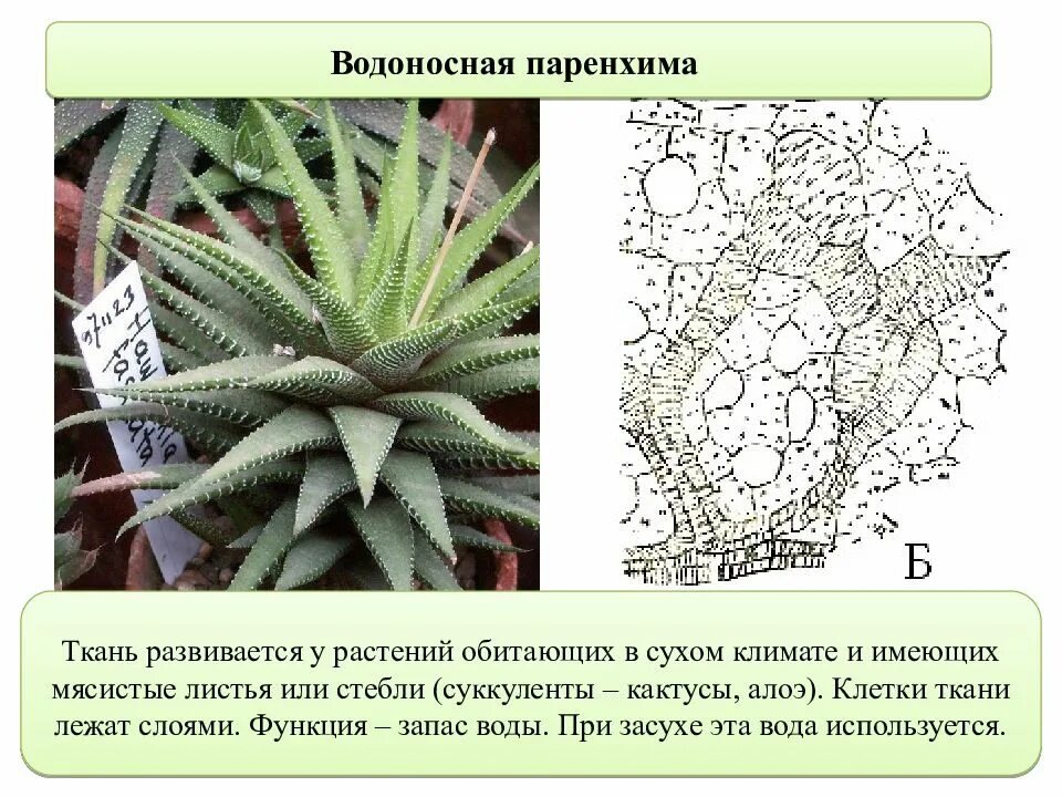 Гидрофиты суккуленты. Устьица алоэ. Форма и расположение клеток основной ткани кактуса. Водоносная паренхима. Водоносная ткань в листе суккулентов.