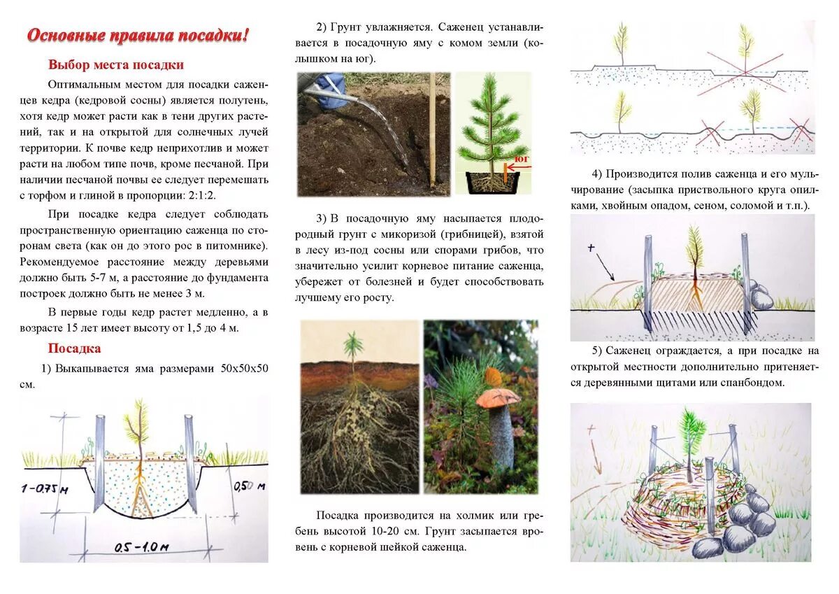 Расстояние хвойная. Схема посадки сеянцев сосны. Схема посадки хвойных кедр. Как правильно посадить кедры саженцы. Высадка саженцев кедра.