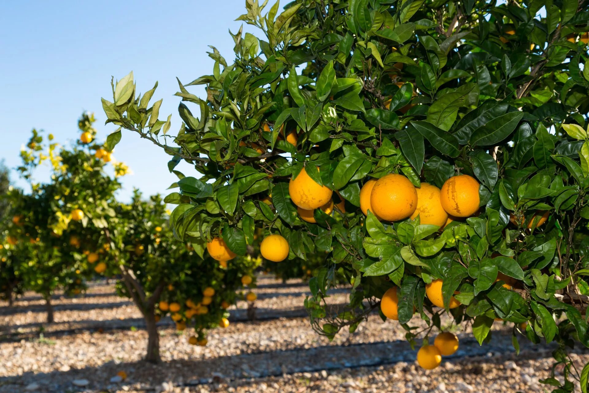 Померанец дерево. Цитрусовые деревья (Citrus). Цитрус (Citrus) – лимон дерево. Марокко мандарины плантации. Урожайность апельсинов