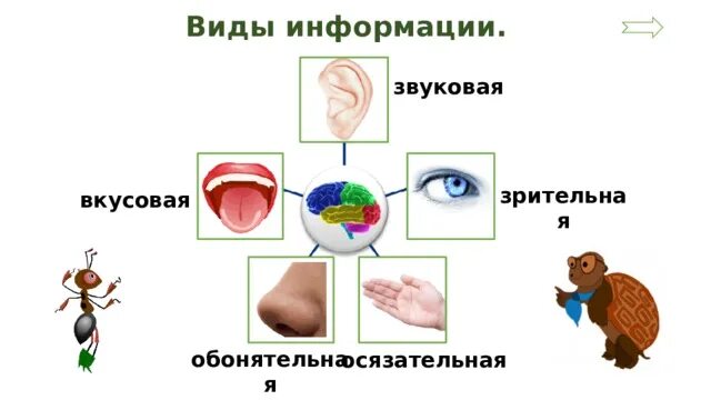Окружающий мир. 3 класс. Презентация по теме "Человек".