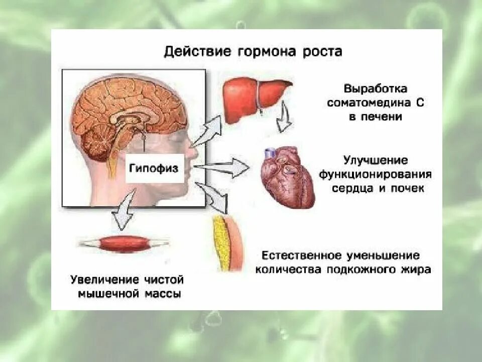 Повышение гормона роста