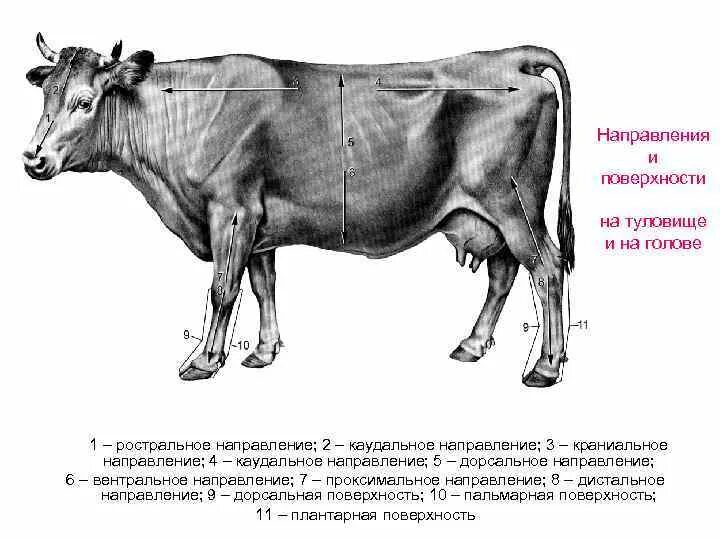 Плоскости тела животного и направления. Плоскости тела и направления расположения органов коровы. Плоскости тела животного анатомия. Поверхности в анатомии животных. Каудальное направление