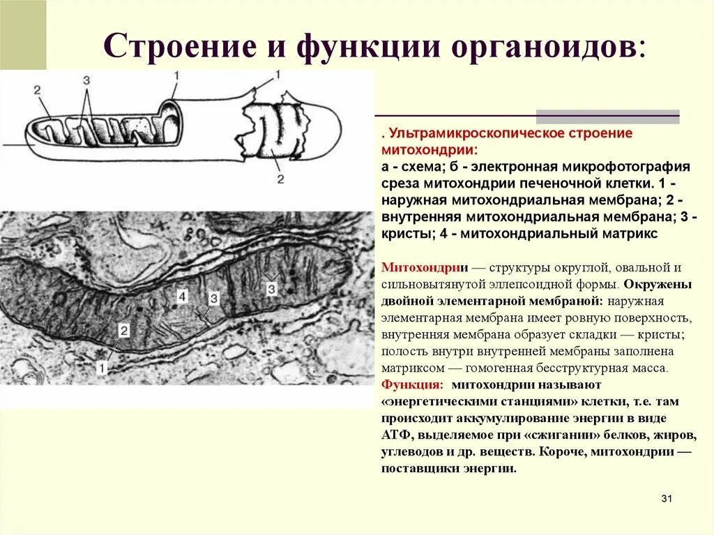 Описание строения митохондрии. Функции наружной мембраны митохондрий. Функции митохондрий гистология. Митохондрии строение органоида. Митохондрии строение и функции.