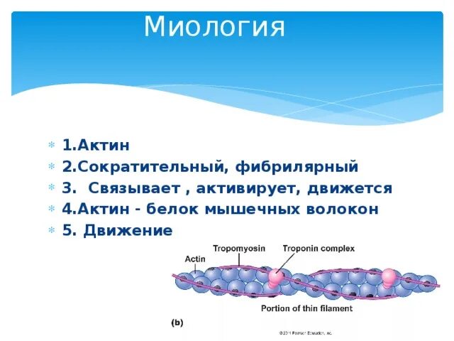 Белок актин. Актин сократительный белок. Белок актин биохимия. Актин связывающие белки. Актин входит в состав