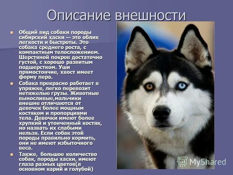 Рассказ о породе собак лайка 2. Сообщение о породе собак хаски. Доклад о собаке хаски. Проект хаски собака. Я хочу рассказать о собаке