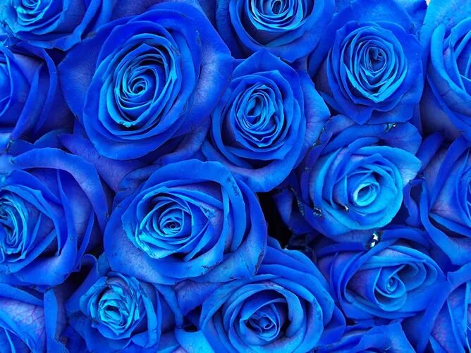 Прошу синими. Синие яркие розы. Ярко голубая роза. Дорогой синий цвет. Голубые розы крупным планом.