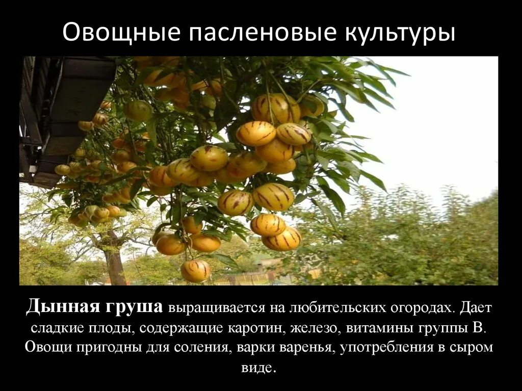 Дынная груша Паслёновые. Овощные Пасленовые. Овощные Пасленовые культуры. Пасленовые представители.