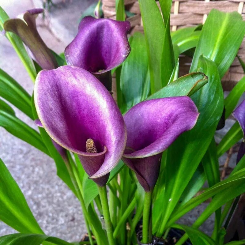 Калла (Zantedeschia) Пако. Калла Пако Paco. Калла Пурпл Сенсейшн. Калла Purple Sensation.