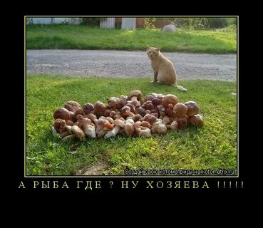 Не веря своим ушам
