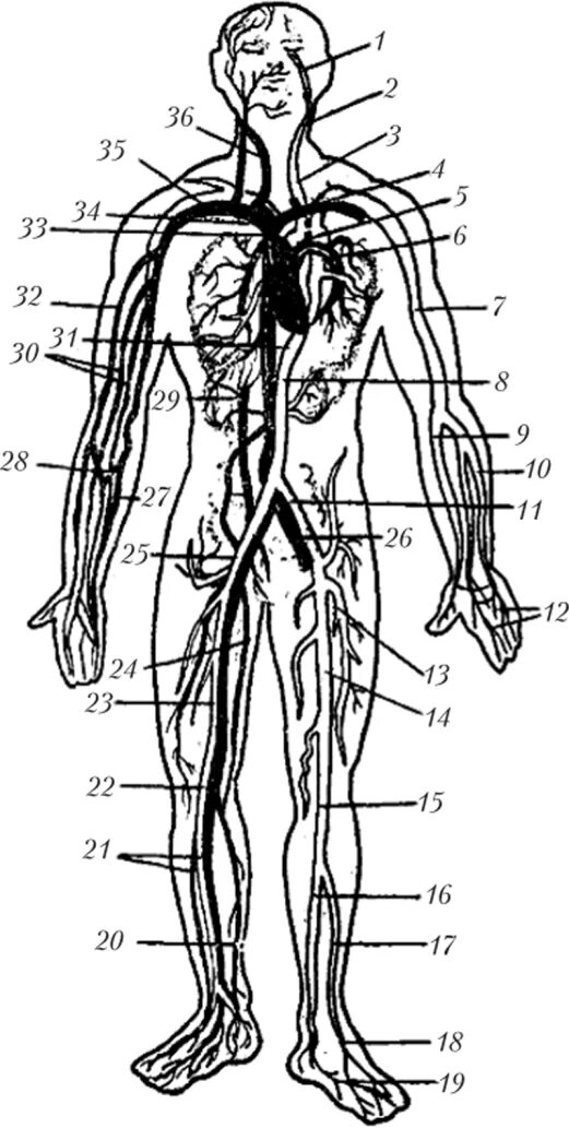 Артерии большого круга кровообращения схема. Венозная система кровообращения человека схема. Артериальная система анатомия схема. Вены большого круга схема. Вены и артерии схема