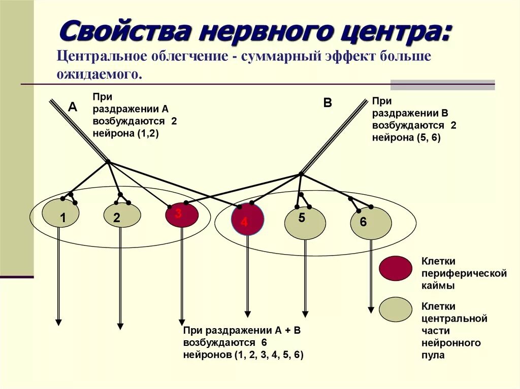 Облегченная работа какая. Структура нервного центра. Свойства нервных центров физиология. Облегчение нервных центров. Характеристика нервных центров.