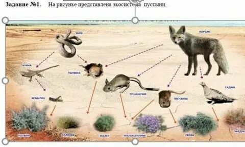 Исчезнувшие экосистемы
