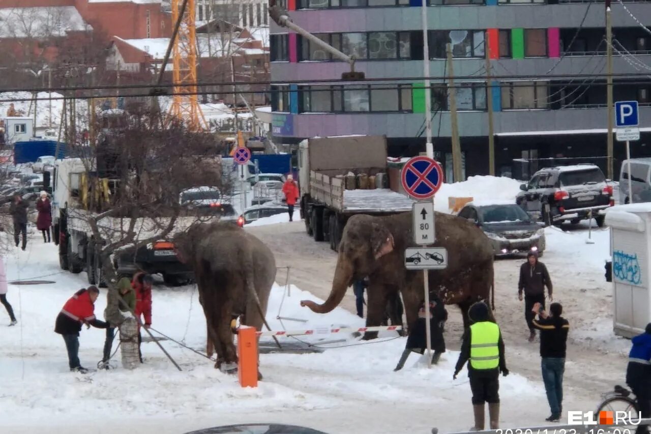 Слоны сбежали из цирка Екатеринбург. Слоны сбежали в Екатеринбурге. В Екатеринбурге убежал слон. Слон сбежал из цирка Екатеринбург. В екатеринбурге сбежал