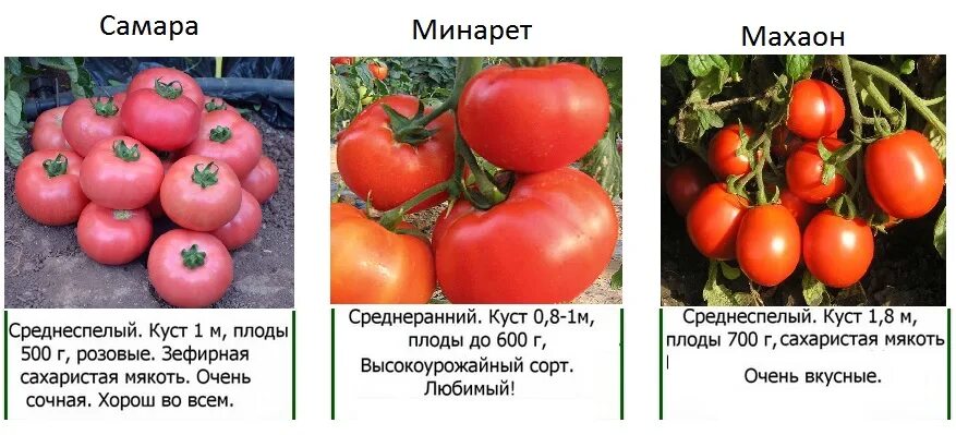 Лучшие сорта томатов для теплицы из поликарбоната. Помидоры махаон. сорта томатов для теплицы из поликарбоната в нижегородской области. сорта томатов для самарской области с фото и описанием. махаон f1 помидоры фото описание.