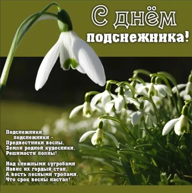 День подснежника. 19 Апреля день подснежника. Открытки с подснежниками. С днем подснежника открытки. 19 апреля 2024 какой праздник