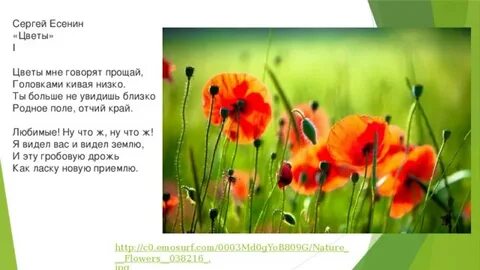 Стихотворение есенина цветы