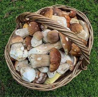 Сколько времени растут белые