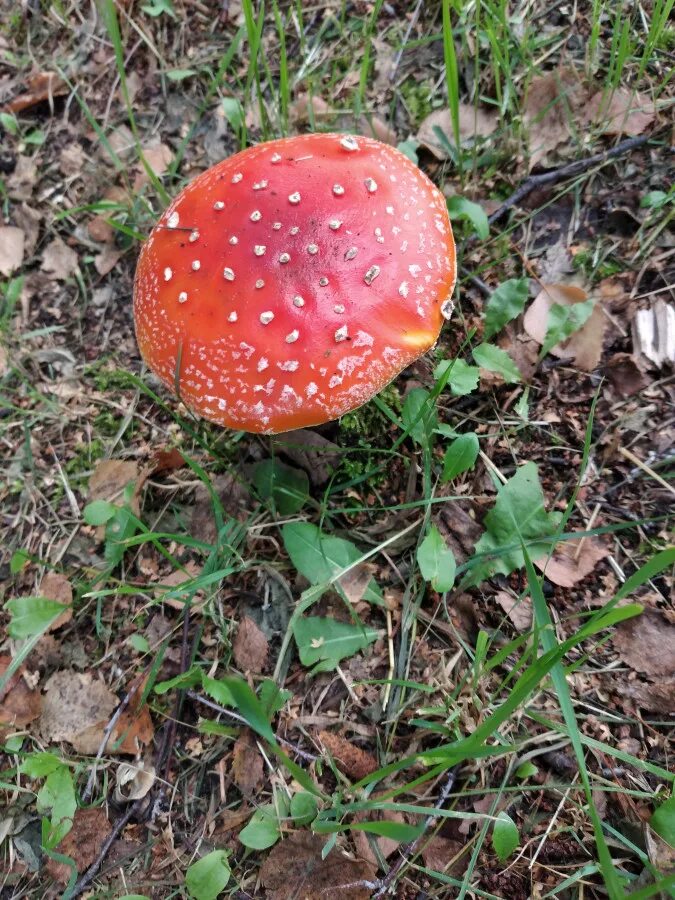 Хороша грибами время года. Как изменяется гриб по временам года.