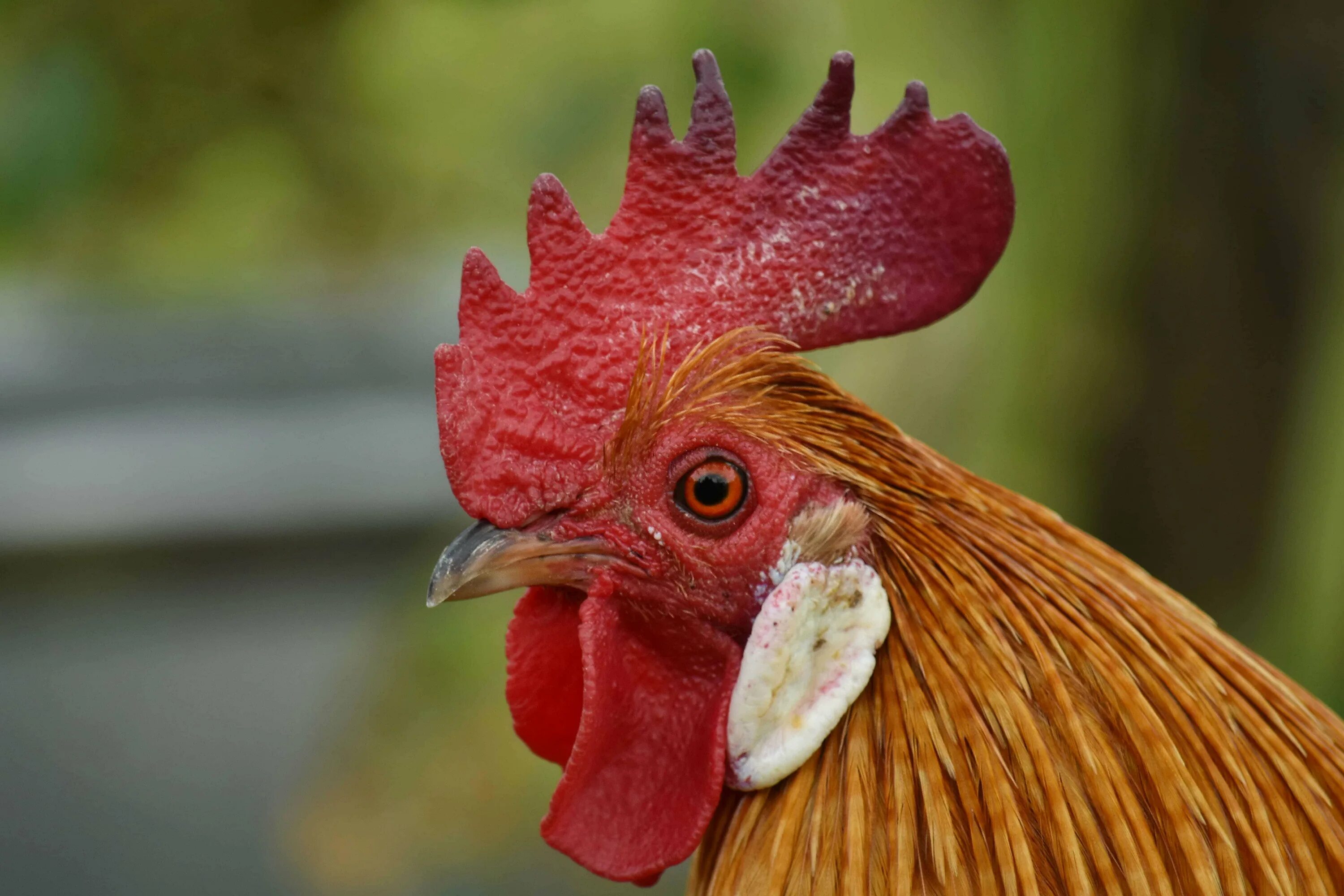 Петушок рыбка аквариумная бордовый. Рыбка петушок плавает вертикально головой вверх. Рыбки для аквариума петушки. Тётушек рыбка в аквариум. Петушок без еды.