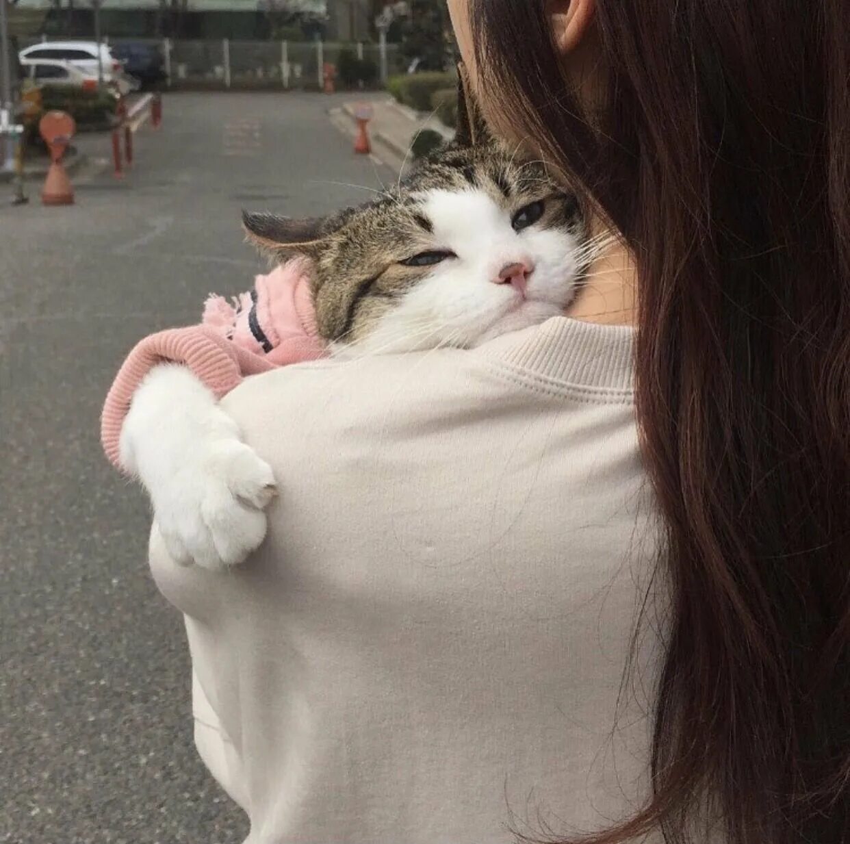 Девушка котик картинки. Топовые девушки с котом. девушка в обнимку с котом. девушка с котом эстетика. кошка и человек эстетика.