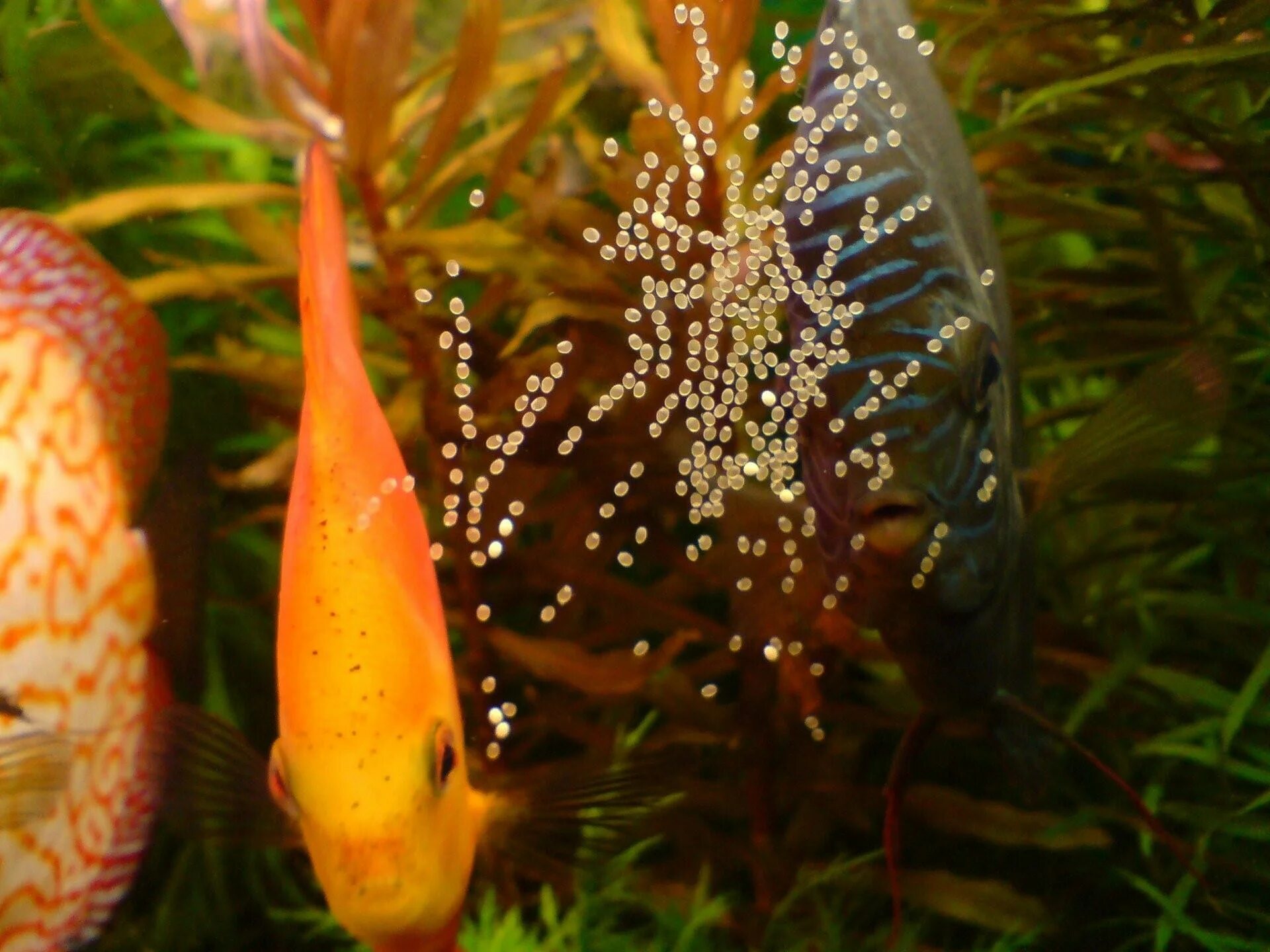 Икра малек рыба. Как выглядит икра рыбок. Икра личинка малек. Икра гурами. Икра крапчатого сомика.