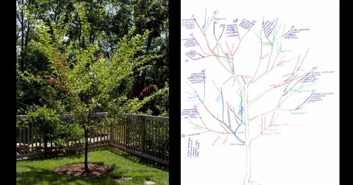 Tree 40